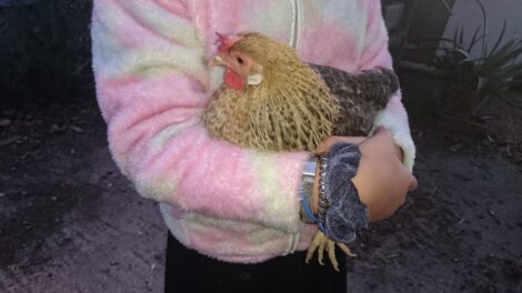 Why You Need Small-Sized Chickens In Your Flock Image